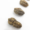 Stemcell Science Trilobite Fossil | Conscious Craft